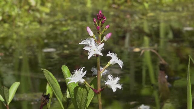 Bog bean flowering in English pond, England