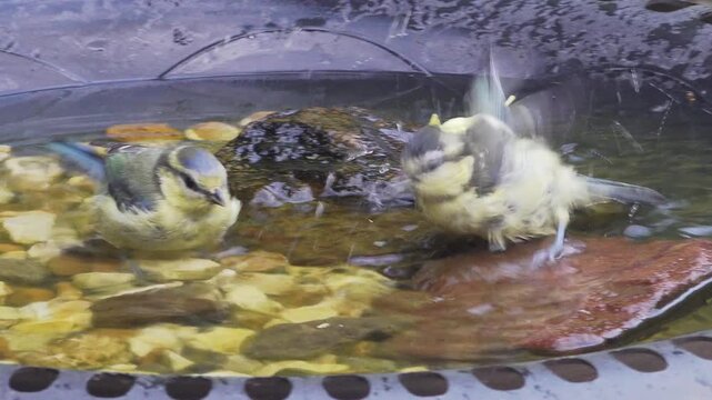 British garden blue tits cyanistes caeruleus, bathing in garden bird bath, England
