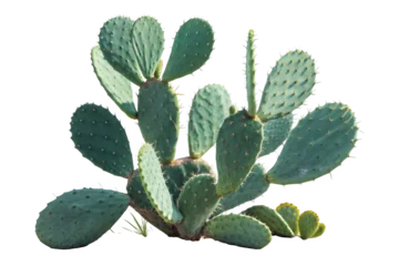 Acrylglasbilder Kaktus A vibrant prickly pear cactus plant with large flat green pads isolated on a transparent background  © Rabiul