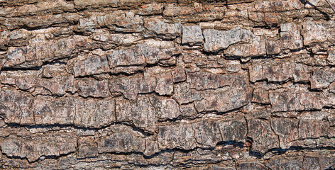 Tree bark close up texture background image