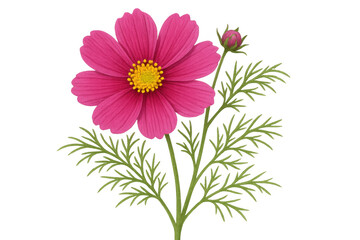 Obraz premium Pink cosmos flower blooming with a bud on transparent background, symbolizing nature, beauty, and growth