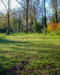 Sunlight filters through trees in a quiet park during early morning hours, highlighting lush green grass and colorful foliage