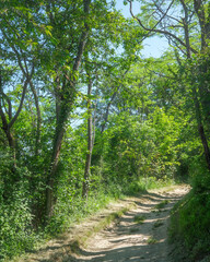 Fototapeta premium Nature trail winding through lush green trees on a sunny day in a peaceful outdoor setting