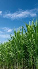Obraz premium Lush Sugarcane Stalks Reaching Towards Blue Sky Under Bright Daylight