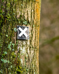Fototapeta premium tree trunk with hiking sign