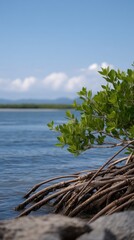 Naklejka premium Tangled Mangrove Roots Emerging from Shallow Water Under Bright Blue Sky