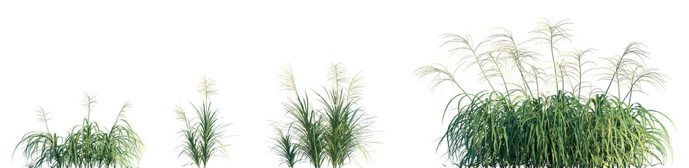 Fototapeta premium Set of Miscanthus flavidus isolated frontal png on a transparent background perfectly cutout