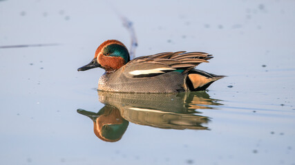 Eurasian Teal duck bird swimming in the lake