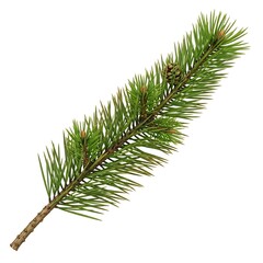 Naklejka premium Pine Branch: This captures the simple beauty of nature, showcasing a fresh pine branch. The close-up view highlights the intricate texture of the needles.