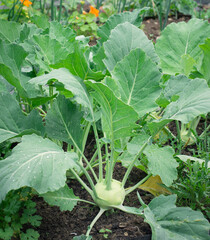 Kohlrabi growing in a garden bed in natural light. Fresh organic vegetable with green leaves, healthy homegrown food concept, ideal for gardening, farming, and seasonal harvest content.