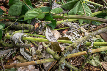 Close up of biomatter decomposing in a compost bin. Organic waste and soil texture showing sustainable gardening and zero waste lifestyle, ideal for eco education and recycling content.
