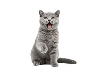 Young blue british shorthair cat, dense plush coat, round face, playfully raising paw with mouth open revealing pink tongue and tiny teeth, on a pure transparent background, playful pet portrait