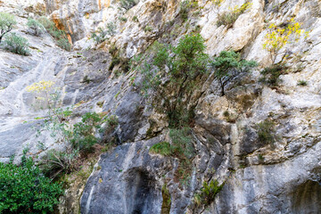 Close-Up Detail of Scrub Brush and Slender Branches Growing Out of a Light Gray Rocky Cliff Face