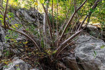 Close-Up Detail of Scrub Brush and Slender Branches Growing Out of a Light Gray Rocky Cliff Face