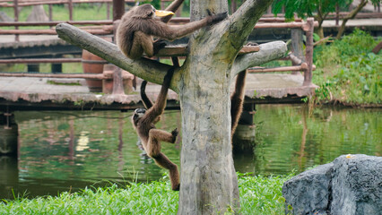 A group of young gibbons (Hylobates agilis) playing together while hanging from a tree.