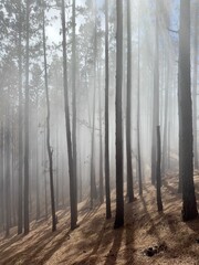 Obraz premium Tree trunks on slope in fog and sunlight