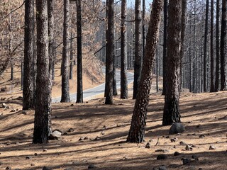 Winding road in pine forest during daytime