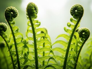 Close up of vibrant green fern fronds unfurling in soft natural light