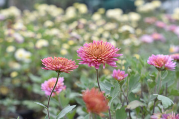 Fototapeta premium Beautiful Pink chrysanthemum flowers closeup in the winter garden, Closeup of Chrysanthemum flower, Field of the Pink Chrysanthemum, Beautiful Pink flower blooming in nature.
