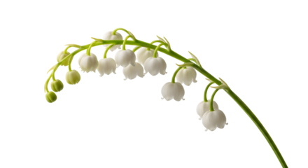 Delicate lily of the valley stem with buds and blossoms isolated on transparent background