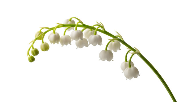 Delicate lily of the valley stem with buds and blossoms isolated on transparent background