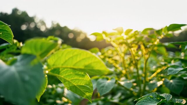 Potato Plants Growing in a Farm, Cultivating Food