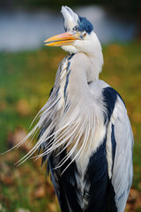 A close-up of a grey heron against a backdrop of grass and a lake. Ardea cinerea. Place for text.