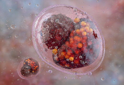 Chlamydia trachomatis bacteria inside a human host cell. A scientifically accurate 3D illustration of an inclusion body filled with elementary and reticulate bodies. Sexually transmitted infection STI