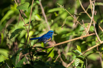 Himalayan Bluetail (Tarsiger rufilatus) perched on a branch, displaying rich blue and orange plumage. A beautiful Himalayan songbird found in cool montane forests.