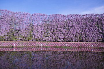 あしかがフラワーパークの紫藤