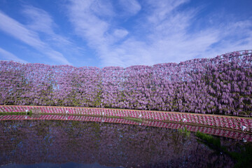 あしかがフラワーパークの紫藤