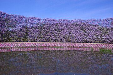あしかがフラワーパークの紫藤