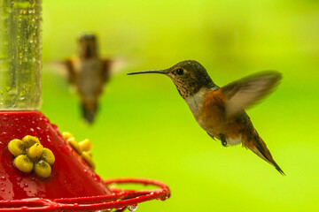 Obraz premium Hummingbirds gather near a vibrant red feeder in a lush green garden. Small, swift, and colorful, they flit and flutter among the blossoms.