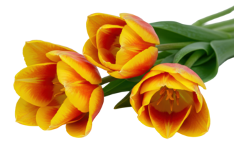 Three fresh yellow and orange tulips with green stems, detailed macro shot on a transparent background with copy space, soft light. Concept of spring freshness and beauty