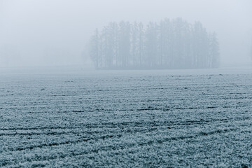 Mglisty zimowy poranek nad polami w szronie © Elżbieta Kaps
