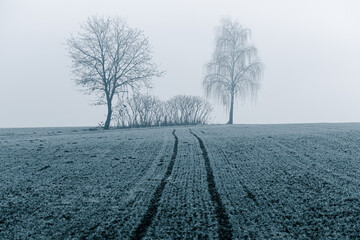 Mglisty zimowy poranek nad polami w szronie © Elżbieta Kaps