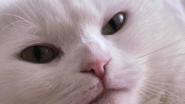 A video of a white adult Scottish Fold cat. In this close-up shot, the cat's observations of its surroundings, its blinking, purring and other movements are clearly visible.