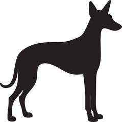 Obraz premium Silhouette of a slender graceful dog standing in a profile view