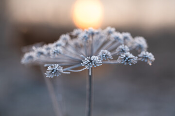 Suche kwiaty na łące pokryte szronem w ciepłym świetle wschodu słońca © Elżbieta Kaps
