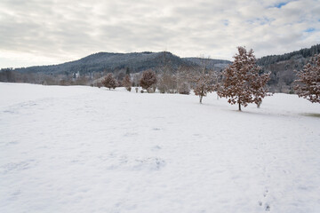 Snow on golf course landscape in winter with forest in background, copy space