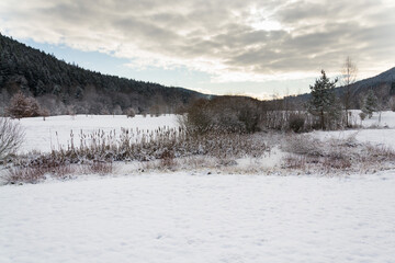 Snow on golf course landscape in winter with forest in background, copy space