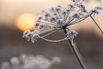 Suche kwiaty na łące pokryte szronem w ciepłym świetle wschodu słońca © Elżbieta Kaps