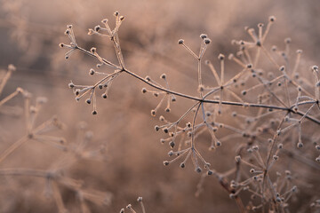 Suche kwiaty na łące pokryte szronem w ciepłym świetle wschodu słońca © Elżbieta Kaps