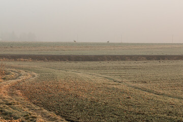 Mglisty zimowy poranek nad polami w szronie © Elżbieta Kaps