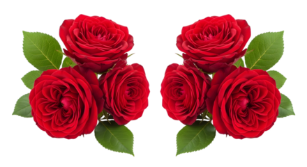 Four vibrant red roses with green leaves a repeating pattern isolated on transparent background