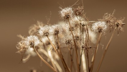 Obraz premium Abstract Thistle Field, a Study of Light and Texture Autumnal Hues, Seed Heads.