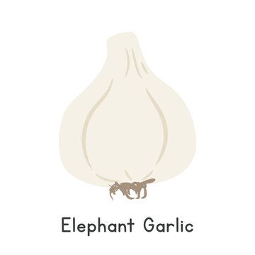 Elephant Garlic Flat Cartoon Vector Illustration Isolated on White Background
