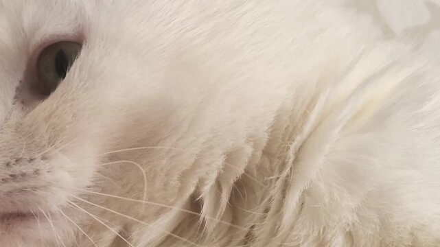 A video of a white adult Scottish Fold cat. In this close-up shot, the cat's observations of its surroundings, its blinking, purring and other movements are clearly visible.