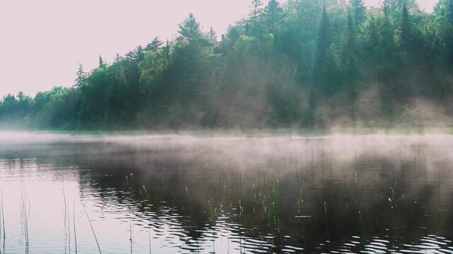 Misty Lake and Forest in Soft Morning Light
