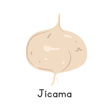 Jicama Flat Cartoon Vector Illustration Isolated on White Background